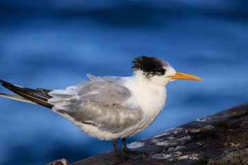 Obraz premium Greater Crested Tern in Australia