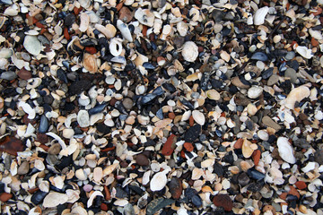 lot of colorful shells on the beach