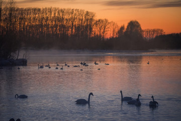 Obraz premium A group of swans swims on a lake on a frosty winter day. 