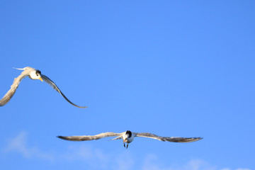 Greater Crested Tern in Australia