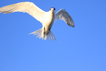 Greater Crested Tern in Australia