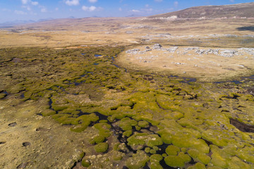 Vegetation in the Peruvian Highlands