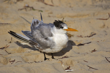 Greater Crested Tern in Australia