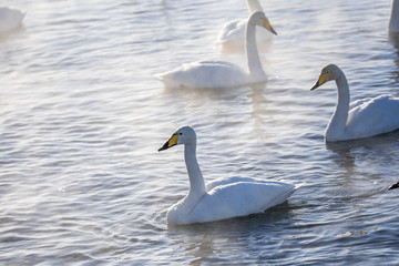 A group of swans swims on a lake on a frosty winter day. 