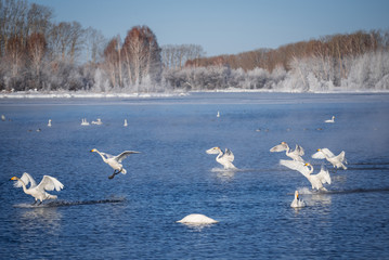 A group of swans swims on a lake on a frosty winter day. 