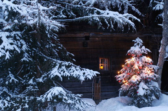 Christmas Tree Covered With Snow