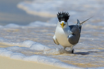Greater Crested Tern in Australia