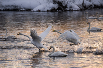 A group of swans swims on a lake on a frosty winter day. 
