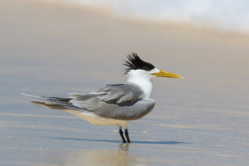 Greater Crested Tern in Australia