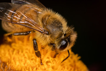 bee on flower