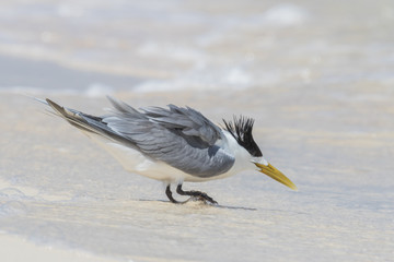 Greater Crested Tern in Australia