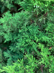 Branch of green arborvitae with blue cones.