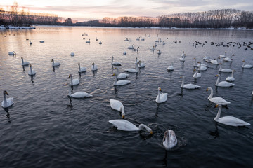 A group of swans swims on a lake on a frosty winter day. 