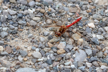 group of ants on a background of rocks