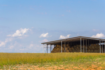 Harvesting hay for the winter. Agriculture in the summer. The hay storage shed full of bales hay on farm.