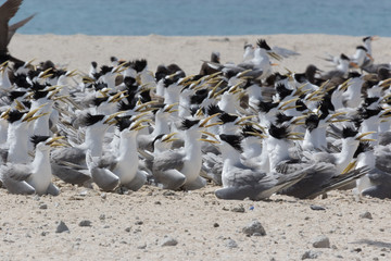 Fototapeta premium Greater Crested Tern in Australia