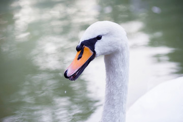 Beautiful snow-white swan in the lake. Beautiful nature.
