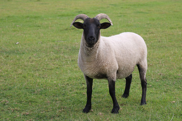 Sheep with horns and black head and legs