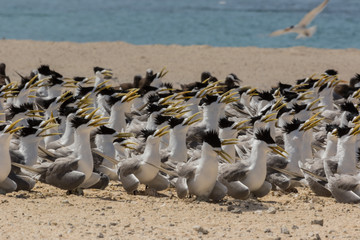 Fototapeta premium Greater Crested Tern in Australia
