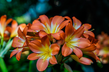 Bush lily Clivia nobilis, morning light, bright colors, close-up