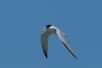 Least Tern in Texas USA