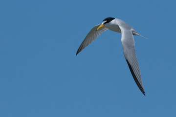 Least Tern in Texas USA