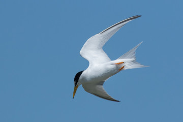 Least Tern in Texas USA