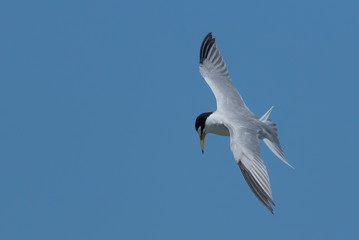 Least Tern in Texas USA