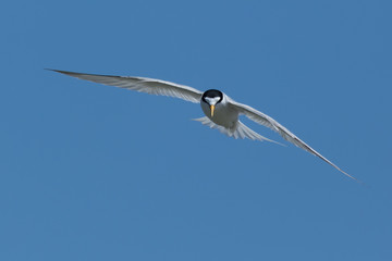 Least Tern in Texas USA