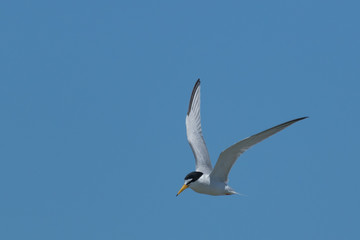 Least Tern in Texas USA