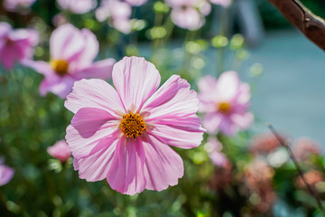 Fototapeta premium Pink flower, morning light, bright colors, close-up