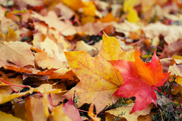 Naklejka na ściany i meble Autumn scene in a park