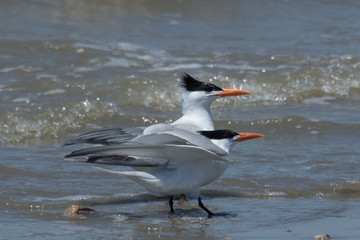 Royal Tern in Texas USA