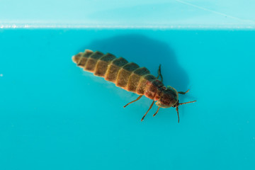 Lampyridae Lampyris noctiluca the common glow-worm Europe. Female Firefly.