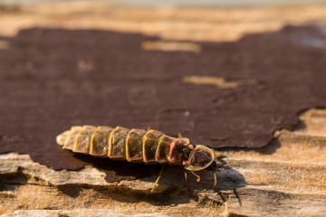 Lampyridae Lampyris noctiluca the common glow-worm Europe. Female Firefly.