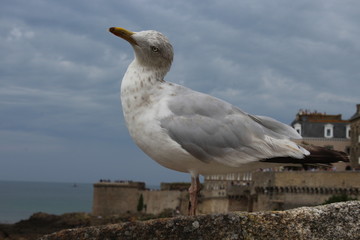 Saint-Malo intra-muros