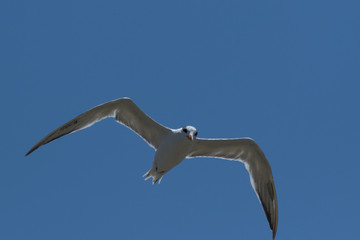 Royal Tern in Texas USA