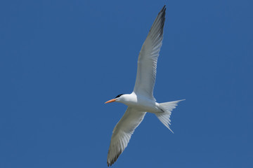 Royal Tern in Texas USA