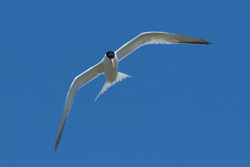 Royal Tern in Texas USA