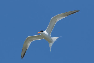 Royal Tern in Texas USA