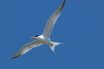Royal Tern in Texas USA
