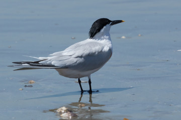 Sandwich Tern in Texas USA
