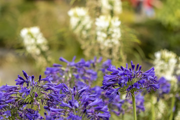 Fleurs violettes