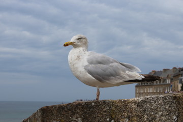 seagull on rock