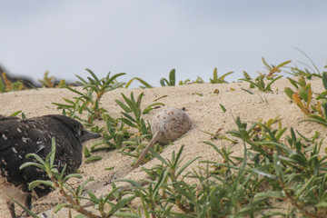 Sooty Tern in Australia
