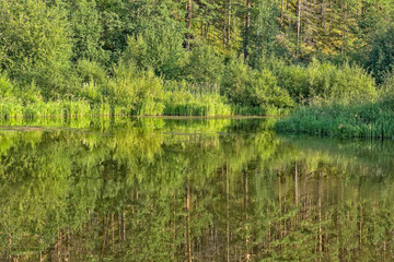 Obraz premium Landscape with forest reflection in a quiet backwater