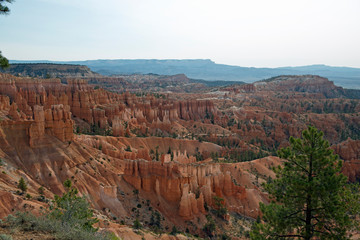 View over Bryce Canyon with trees in front