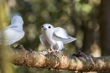 White Tern on Norfolk Island