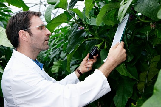 Germany, Bavaria, Munich, Scientist in greenhouse examining aubergine plants - Powered by Adobe