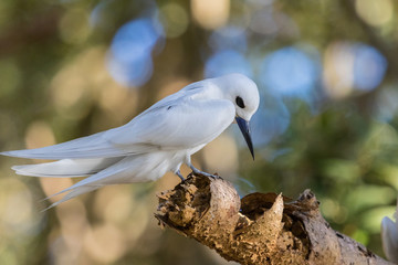 White Tern on Norfolk Island